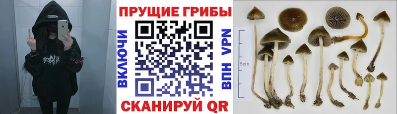 Купить  Советский  Галлюциногенные грибы Magic Shrooms 